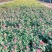菊花观赏菊国庆菊球菊千头菊基地批发支持视频图片看