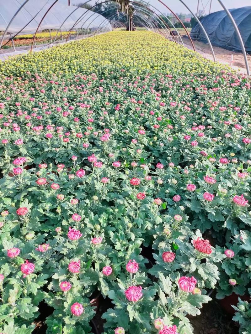 菊花观赏菊国庆菊球菊千头菊基地批发支持视频图片看