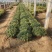 菊花观赏菊国庆菊球菊千头菊基地批发支持视频图片看