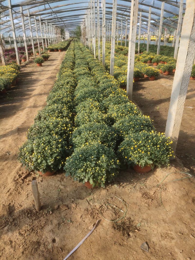 菊花观赏菊国庆菊球菊千头菊基地批发支持视频图片看