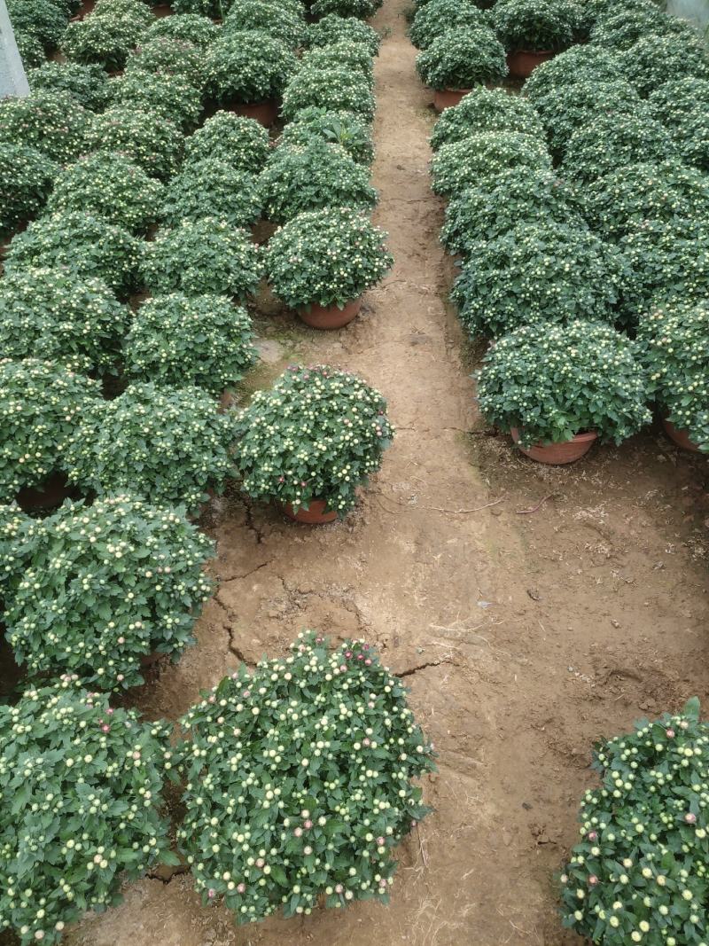 菊花观赏菊国庆菊球菊千头菊基地批发支持视频图片看