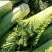 榆白二号大白菜种子高产耐热大白菜盆栽农家田园蔬菜种