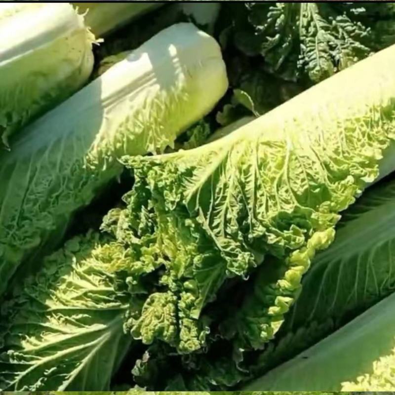 榆白二号大白菜种子高产耐热大白菜盆栽农家田园蔬菜种