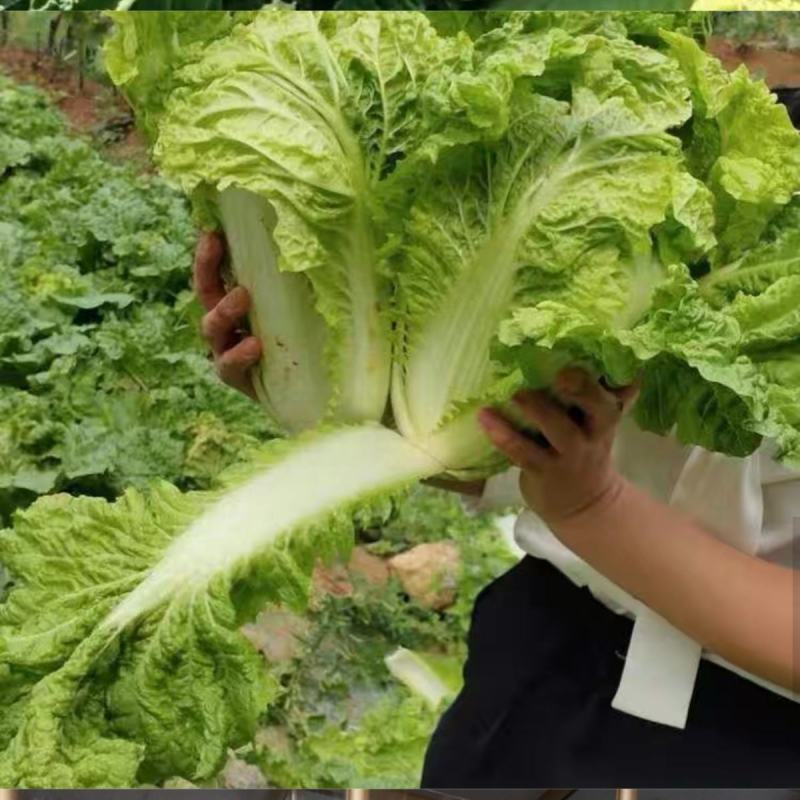 榆白二号大白菜种子高产耐热大白菜盆栽农家田园蔬菜种