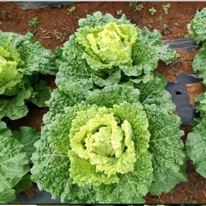 榆白二号大白菜种子高产耐热大白菜盆栽农家田园蔬菜种