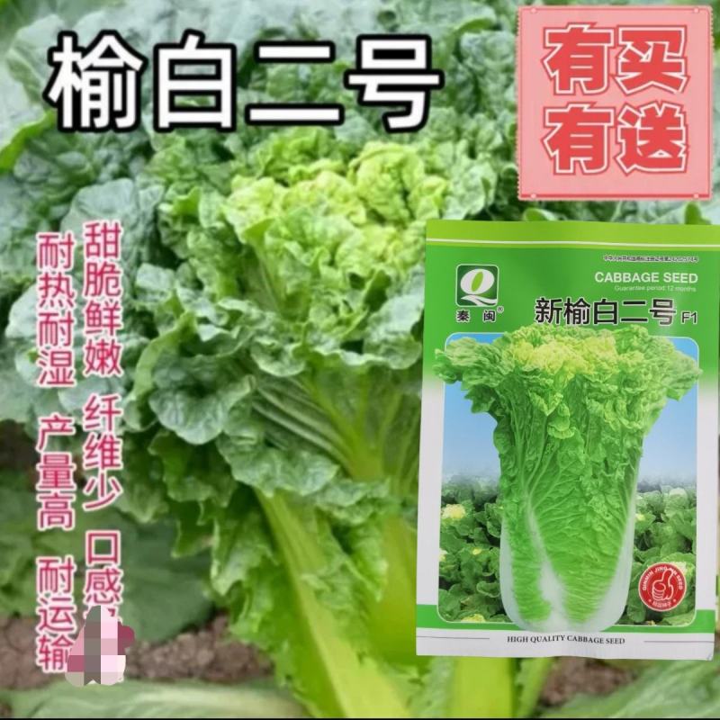 榆白二号大白菜种子高产耐热大白菜盆栽农家田园蔬菜种