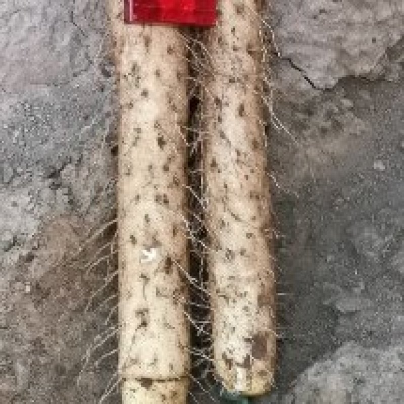 山西运城白玉山药。大通货。二货。佛手。大量现货