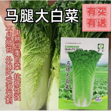 马腿白菜大白菜种子青菜早熟高产耐热大白菜盆栽农家田园蔬菜