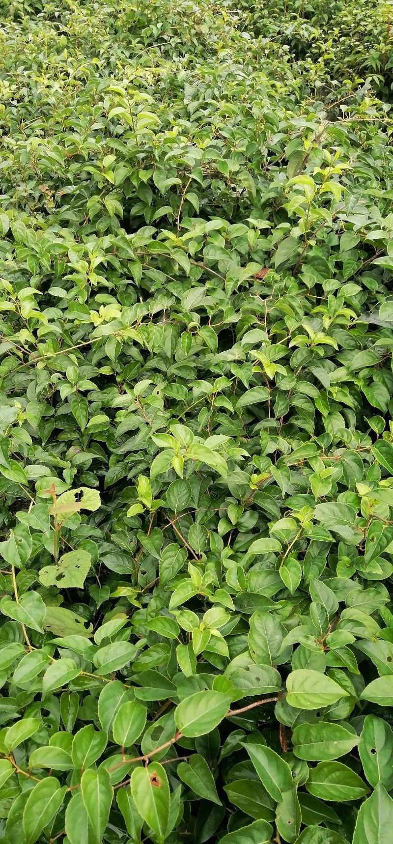 水杨桃实生苗，长势旺盛，根系多多，防涝抗病力强。