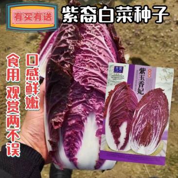 紫白菜种子中熟紫色白菜种子包心白菜种子四季耐寒秋播高产