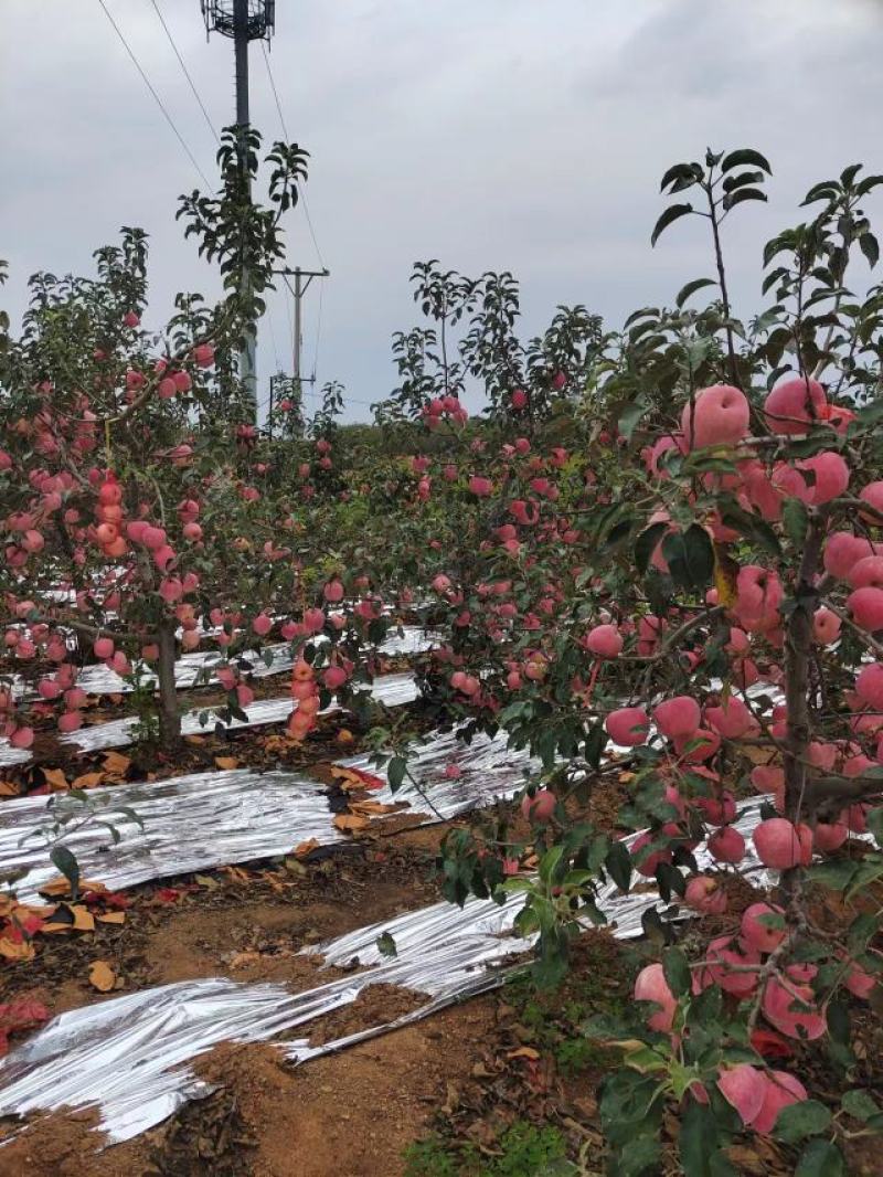 辽宁寒富苹果绥中精品苹果产地直发，精品大果，量大从优