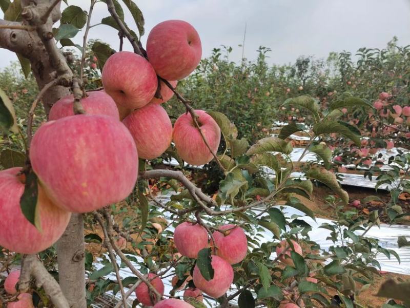 辽宁寒富苹果绥中精品苹果产地直发，精品大果，量大从优