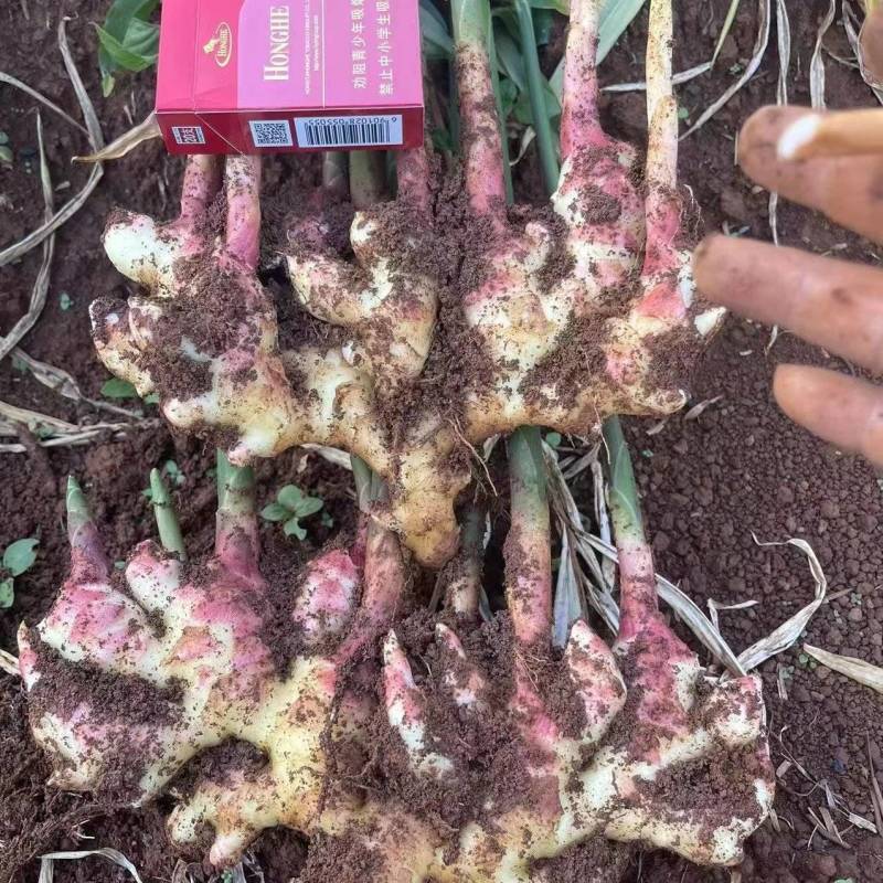 云南小黄姜，需要联系价格优美质量巴适，每日量大不下雨就搞
