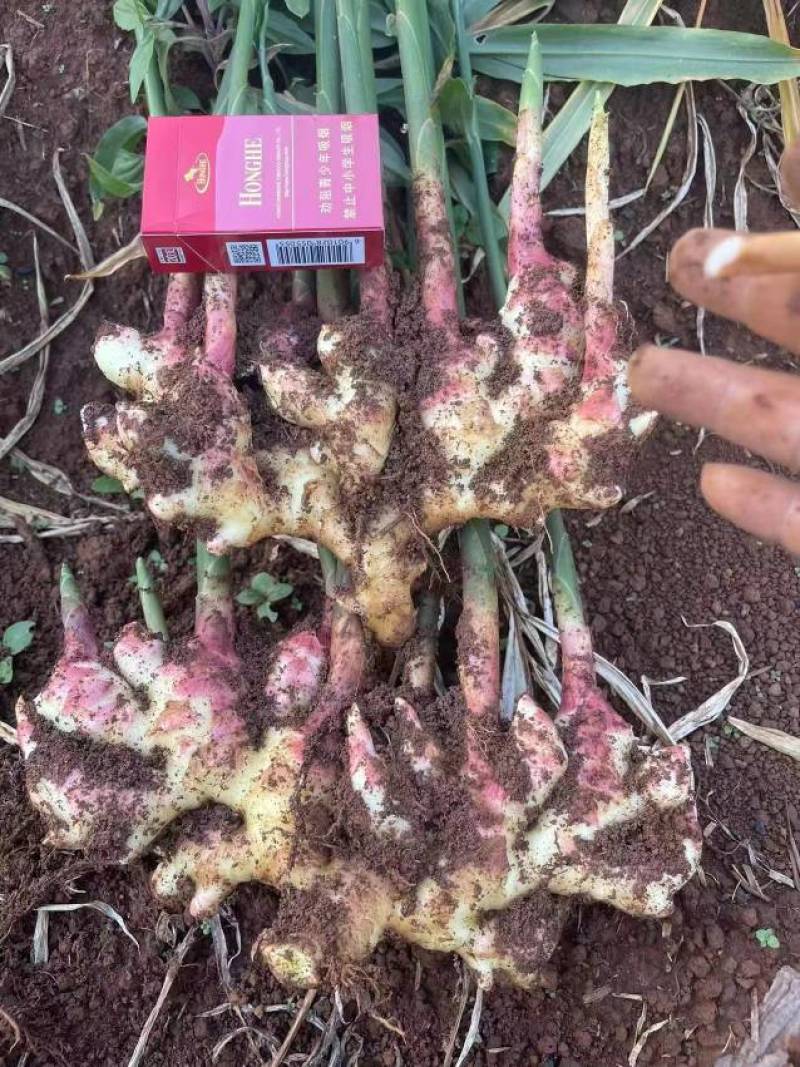 云南小黄姜，需要联系价格优美质量巴适，每日量大不下雨就搞
