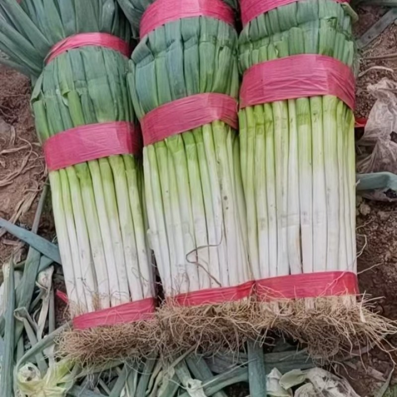 大葱大量上市了