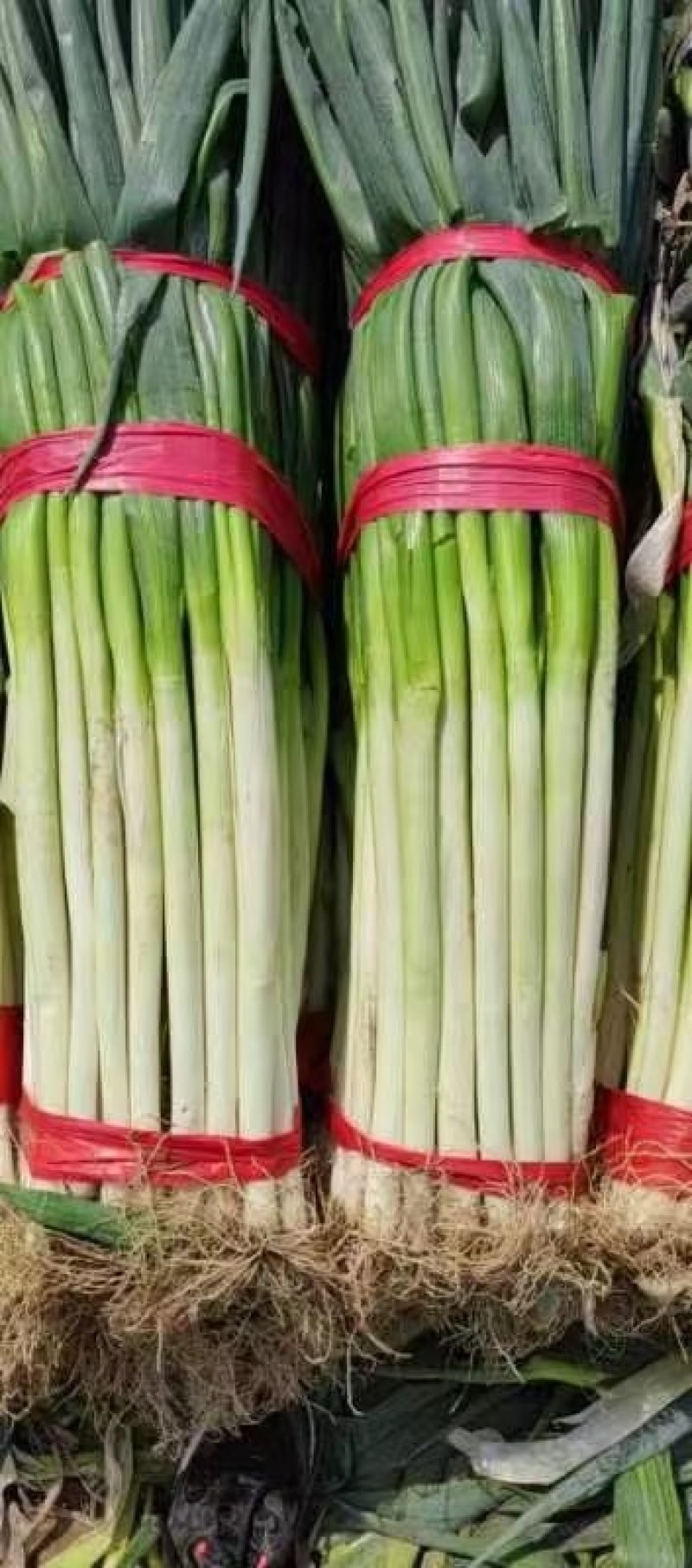 大葱大量上市了