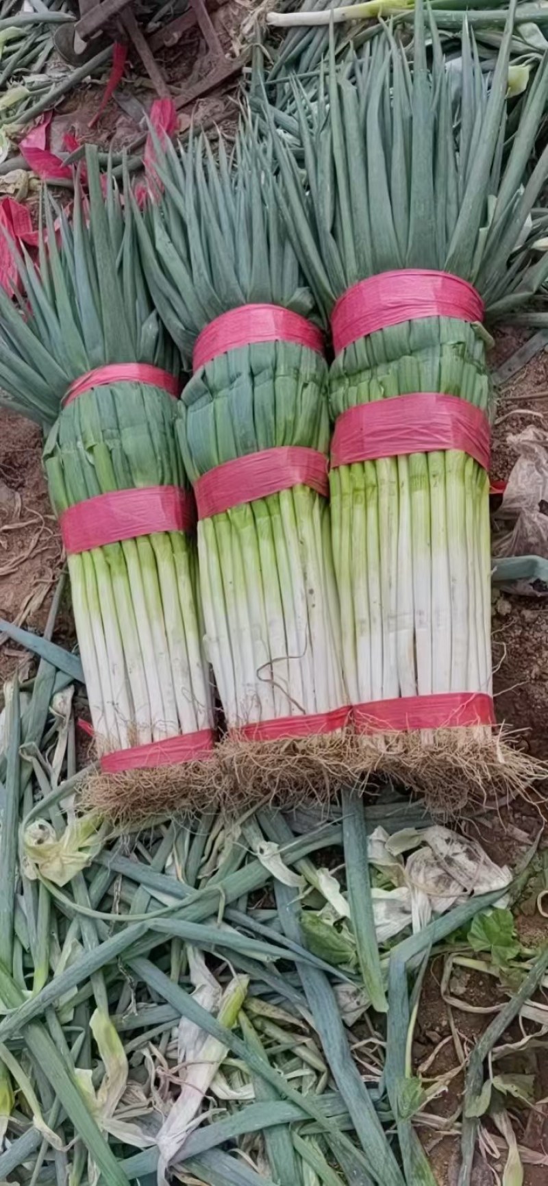 大葱大量上市了