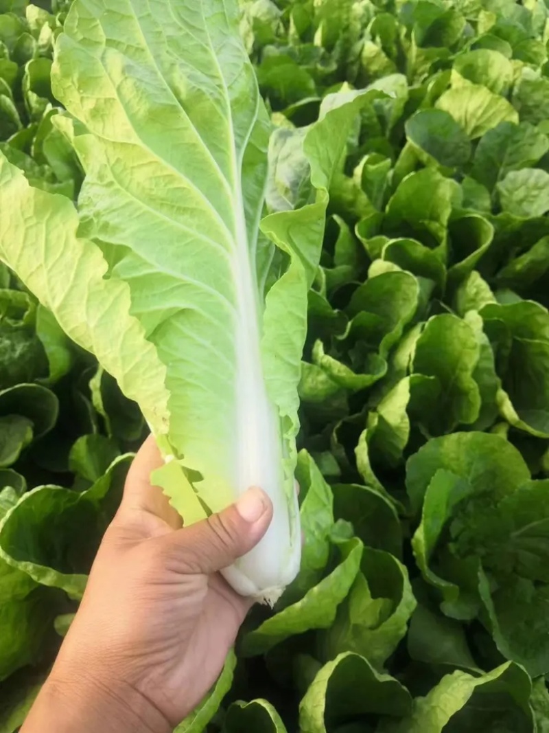 【快菜】原产地一手货源量大从优可视频看货欢迎咨询
