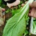 【快菜】原产地一手货源量大从优可视频看货欢迎咨询