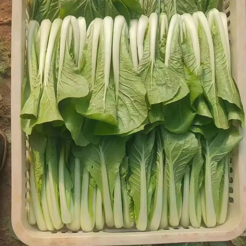 【快菜】原产地一手货源量大从优可视频看货欢迎咨询