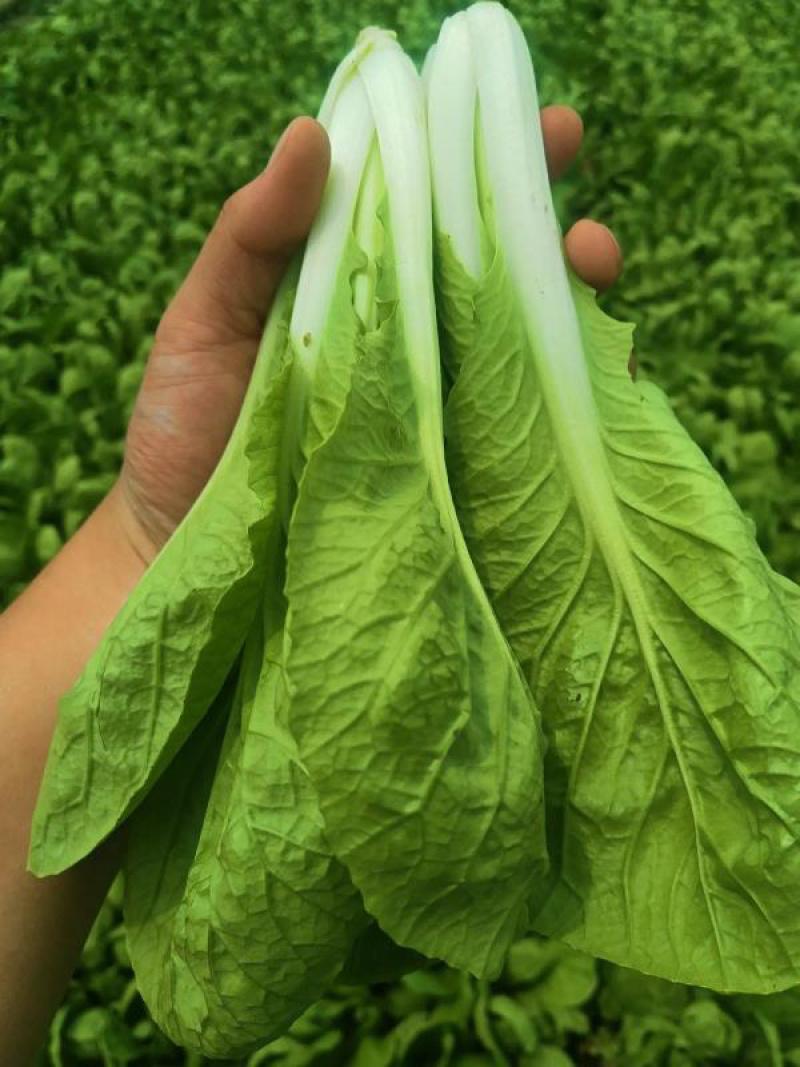 【快菜】原产地一手货源量大从优可视频看货欢迎咨询