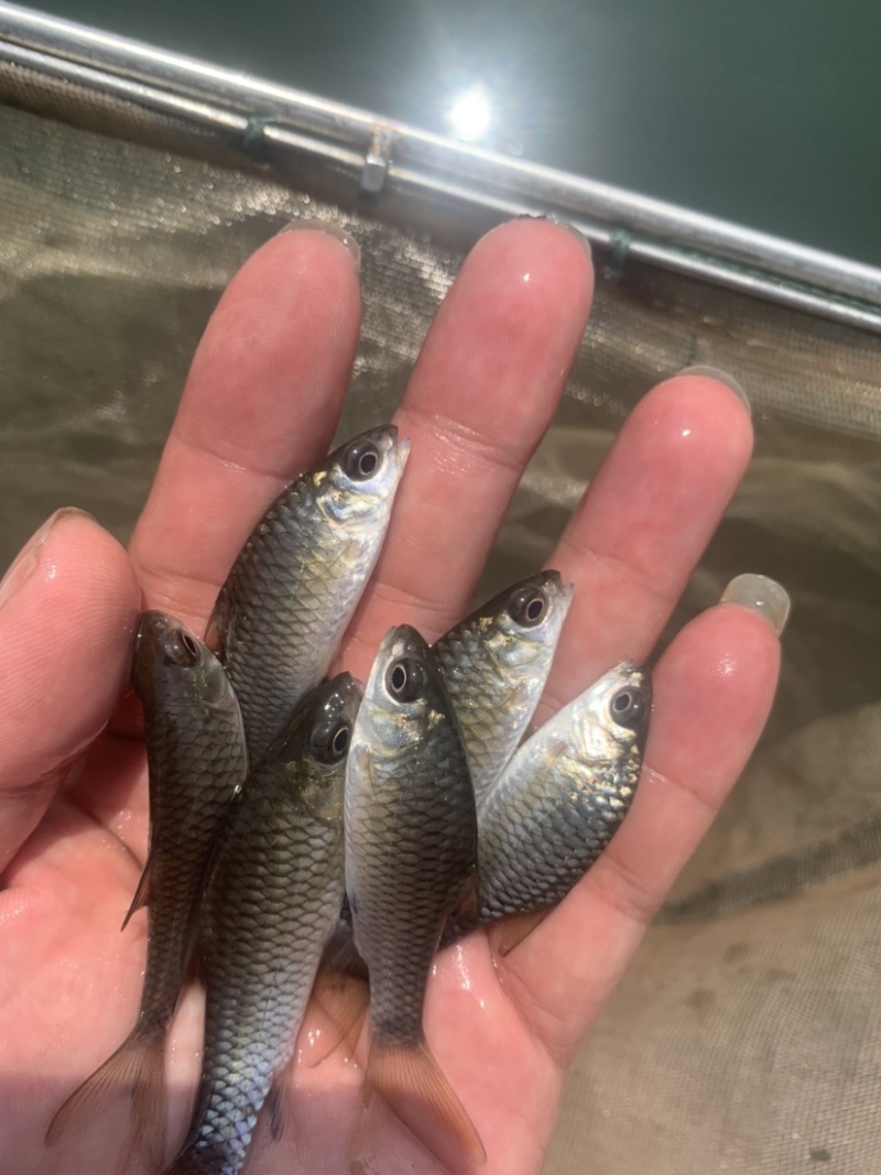 青竹鱼苗，肉质鲜美，生长速度快，养殖简单，成活率高。