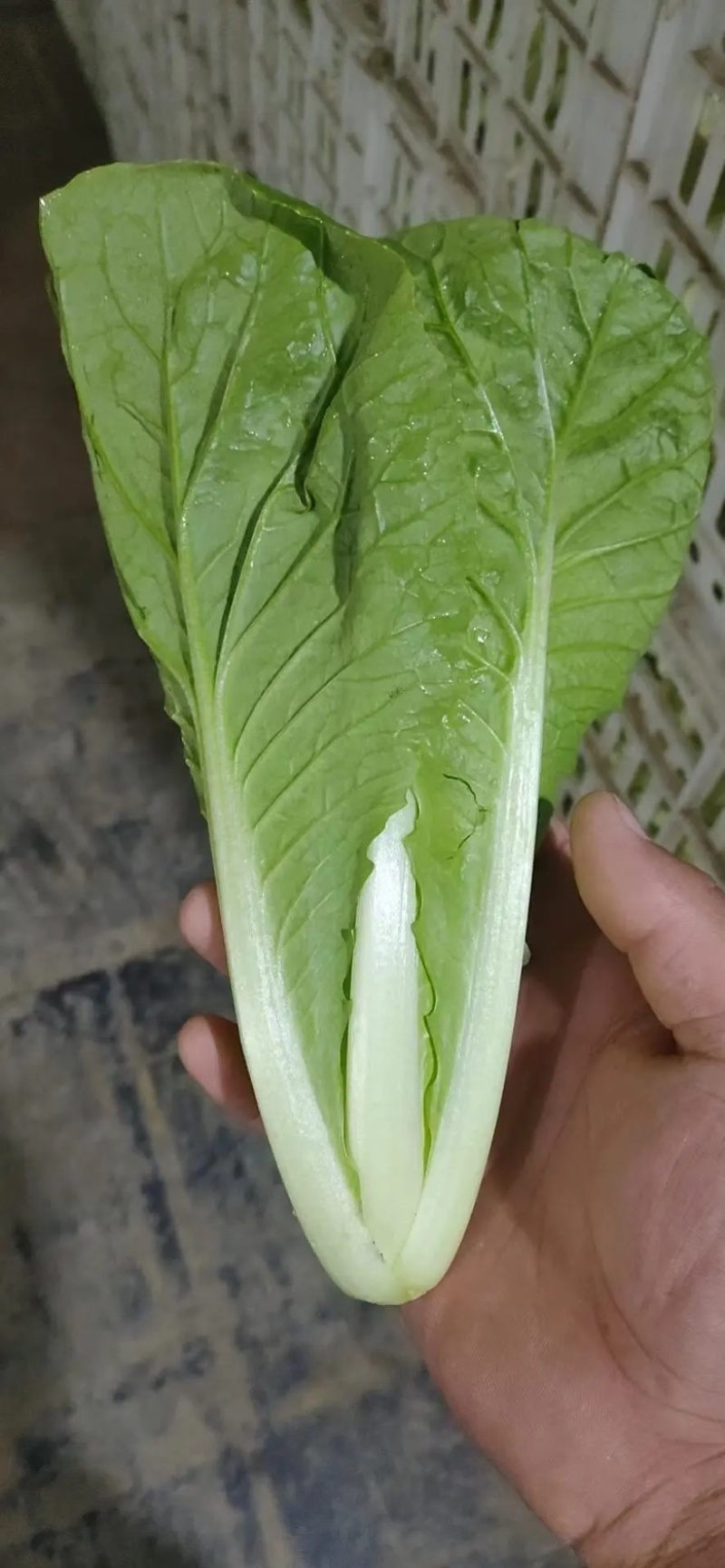 【快菜】原产地一手货源量大从优可视频看货欢迎咨询