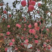 辽宁葫芦岛苹果精品红富士苹果产地直发价格美丽需要联系