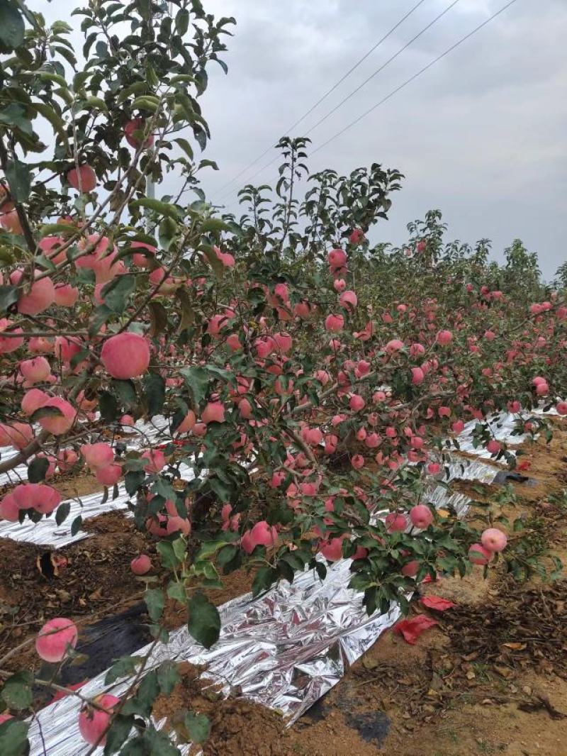 辽宁葫芦岛苹果精品红富士苹果产地直发价格美丽需要联系
