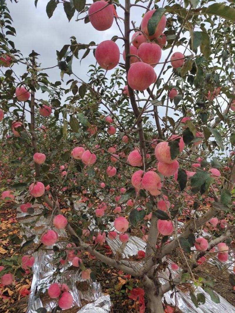 辽宁葫芦岛苹果精品红富士苹果产地直发价格美丽需要联系