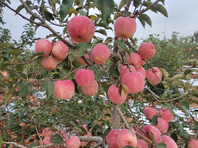 辽宁葫芦岛苹果精品红富士苹果产地直发价格美丽需要联系