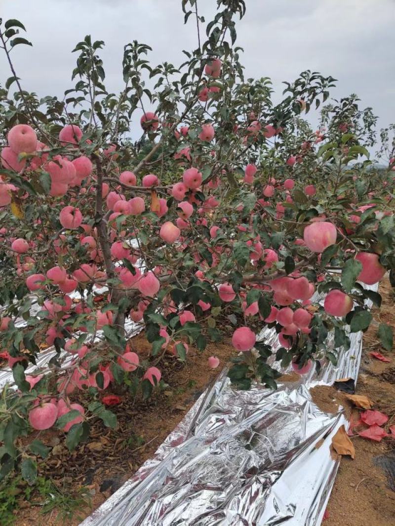 辽宁葫芦岛苹果精品红富士苹果产地直发价格美丽需要联系