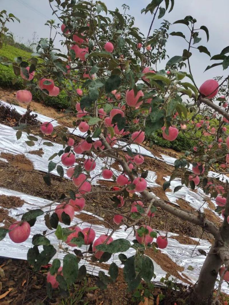 辽宁葫芦岛苹果精品红富士苹果产地直发价格美丽需要联系