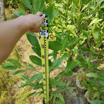 马占相思1-3米高度（60000棵）保质保量
