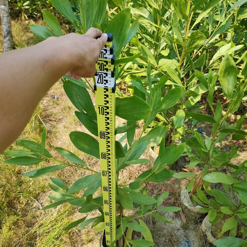 马占相思1-3米高度（60000棵）保质保量