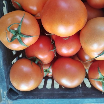 大红西红柿上市了