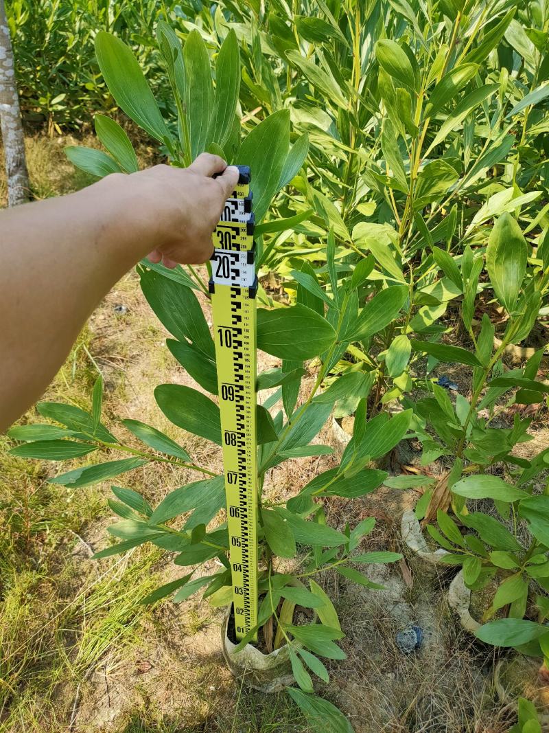 马占相思1-3米高度（60000棵）保质保量