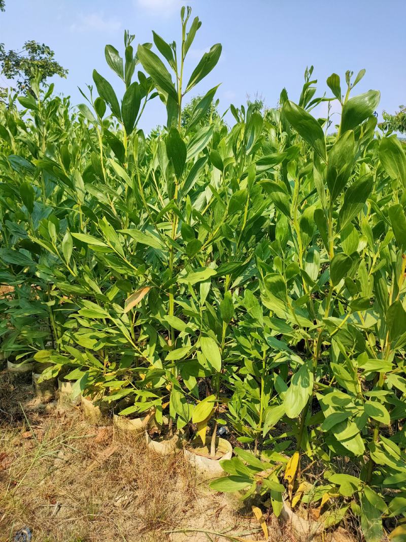 马占相思1-3米高度（60000棵）保质保量