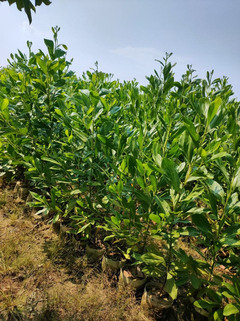 马占相思1-3米高度（60000棵）保质保量
