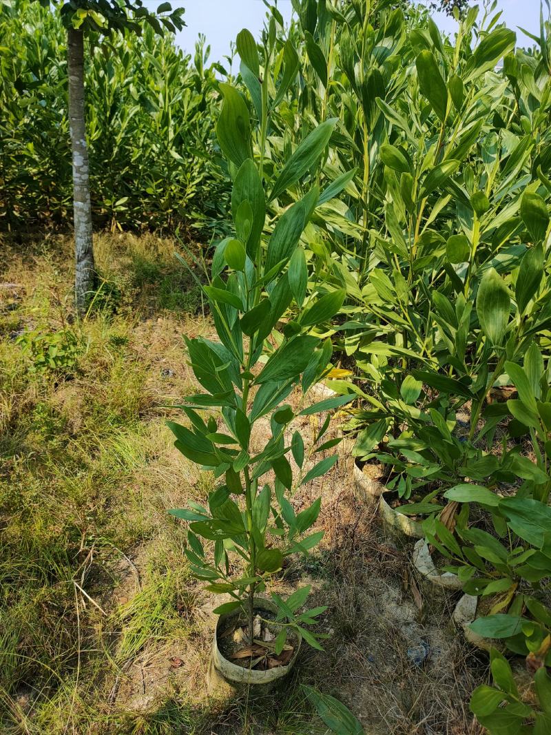 马占相思1-3米高度（60000棵）保质保量