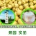 正宗百年砀山酥梨10斤包邮新鲜水果多汁皇冠梨丰水梨青梨