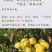 正宗百年砀山酥梨10斤包邮新鲜水果多汁皇冠梨丰水梨青梨