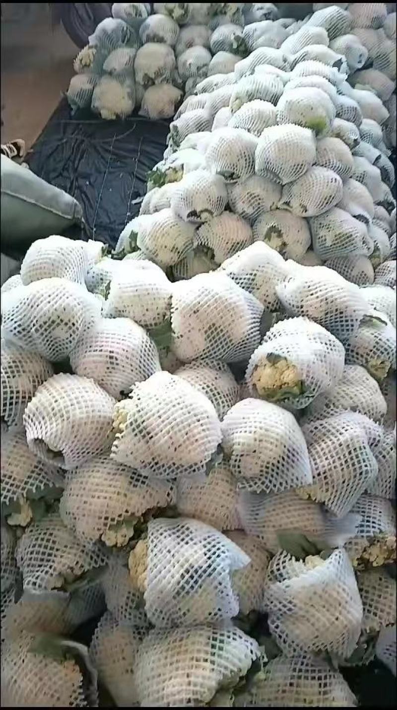 河北有机花白面青梗松花菜万亩基地直供视频选货来电