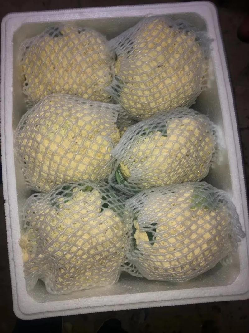 河北有机花白面青梗松花菜万亩基地直供视频选货来电