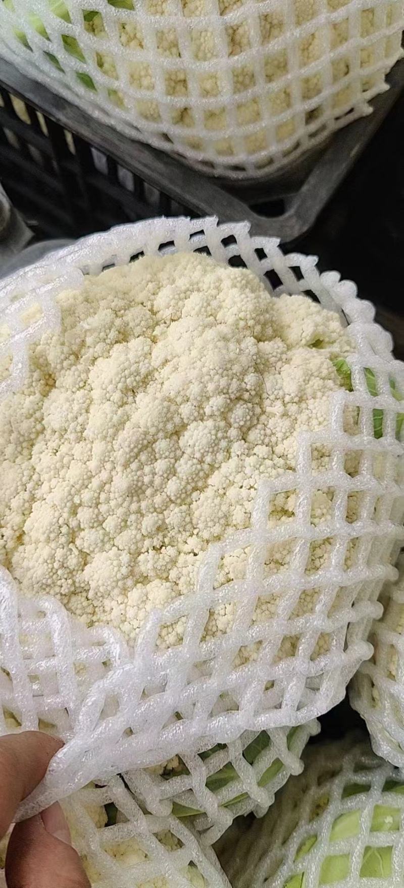 河北有机花白面青梗松花菜万亩基地直供视频选货来电