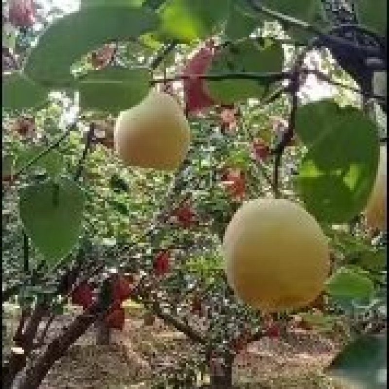 酥悡