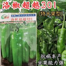 洛椒301辣椒种子种子诚研辣椒种子特大果牛角椒泡椒