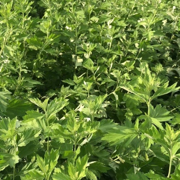 全颗艾草原料出销。1300亩。1.2.3茬全颗800顿