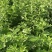 全颗艾草原料出销。1300亩。1.2.3茬全颗800顿