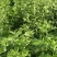 全颗艾草原料出销。1300亩。1.2.3茬全颗800顿